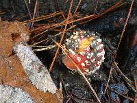 Amanita muscaria image