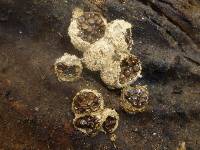 Media resource of Nidularia deformis