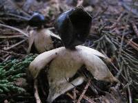 Geastrum pectinatum image