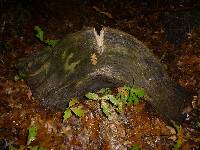 Nidularia deformis image