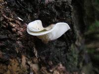 Media resource of Pleurocollybia cremea