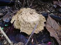 Calvatia cyathiformis image