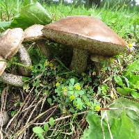 Leccinum scabrum image