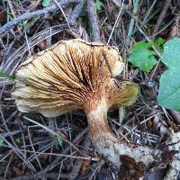 Paxillus involutus image