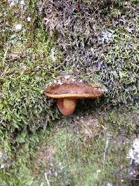 Thumbnail image of current specimen