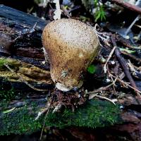 Thumbnail image of current specimen