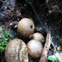 Thumbnail image of current specimen