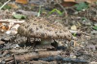 Chlorophyllum rhacodes image