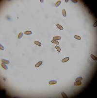 Psathyrella candolleana image