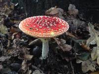 Amanita muscaria image