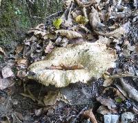 Lactarius pubescens image