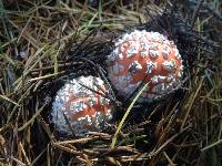 Amanita muscaria image