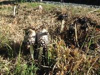 Coprinus comatus image