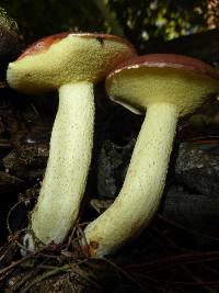 Suillus granulatus image