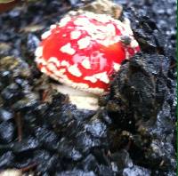 Amanita muscaria image
