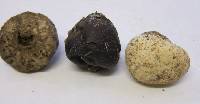 Lycoperdon pratense image