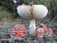 Amanita muscaria image