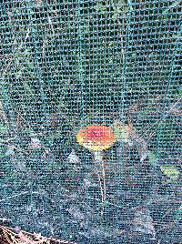 Amanita muscaria image