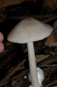 Volvariella gloiocephala image