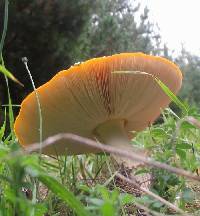 Amanita muscaria image
