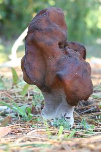 Gyromitra infula image