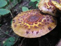 Pholiota aurivella image