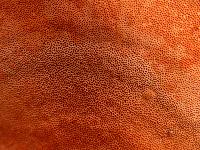 Pycnoporus coccineus image