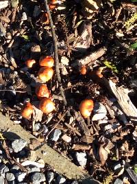 Leratiomyces ceres image