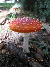 Amanita muscaria image