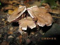 Cortinarius saturninus image