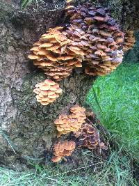 Flammulina velutipes image