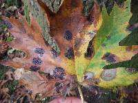 Rhytisma punctatum image