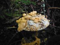 Hypomyces chrysospermus image