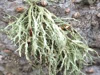 Ramalina farinacea image