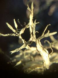 Ramalina farinacea image