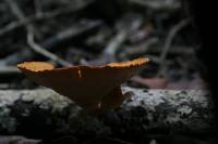 Polyporus varius image