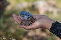 Lactarius indigo image