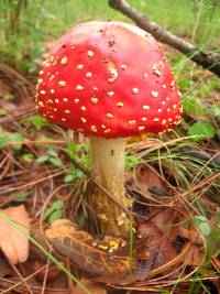 Amanita muscaria image