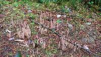 Alloclavaria purpurea image