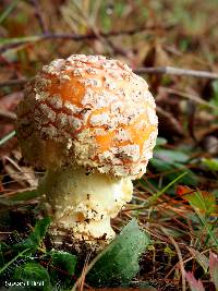 Amanita muscaria image