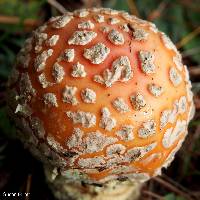 Amanita muscaria image
