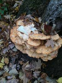 Laetiporus sulphureus image