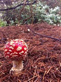 Amanita muscaria image