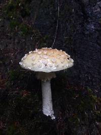 Amanita gemmata image