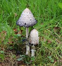 Coprinus comatus image