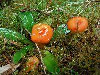 Hygrocybe miniata image