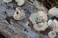 Lenzites betulina image