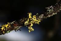 Vulpicida canadensis image