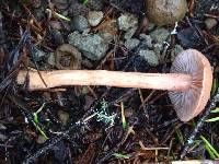 Laccaria laccata image