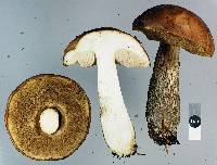 Leccinum scabrum image